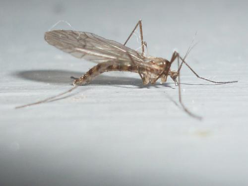 Trichocera annulata
